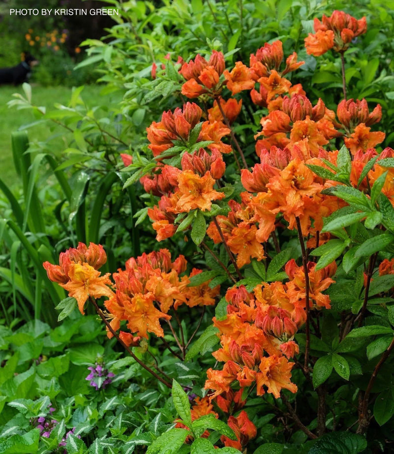 - Azalea 'Gibraltar’ Orange Flowers Deciduous Azalea - Mr Maple │ Buy Japanese Maple Trees