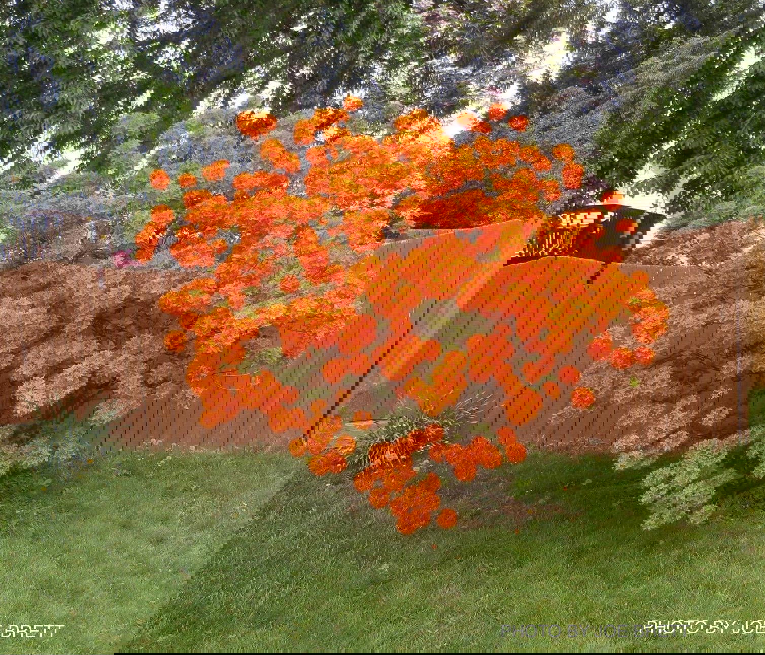 Buy Azalea 'Gibraltar' Orange Flowers Deciduous Azalea — Mr Maple