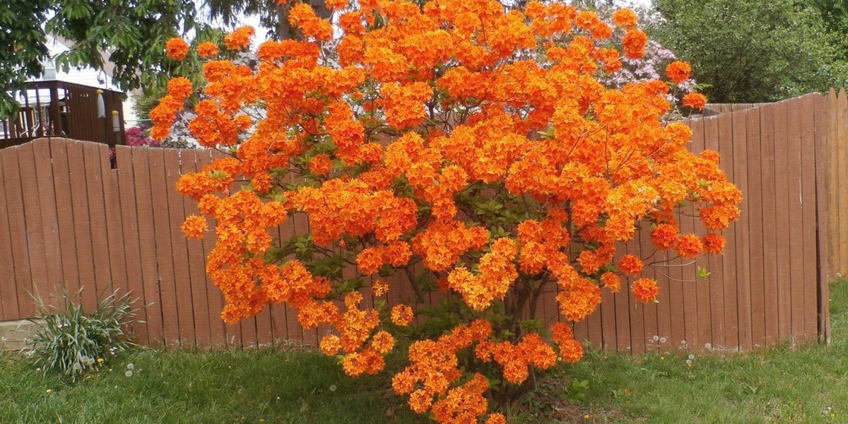 Azalea_Gibraltar_Orange_Flower