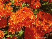 - Azalea 'Gibraltar’ Orange Flowers Deciduous Azalea - Mr Maple │ Buy Japanese Maple Trees