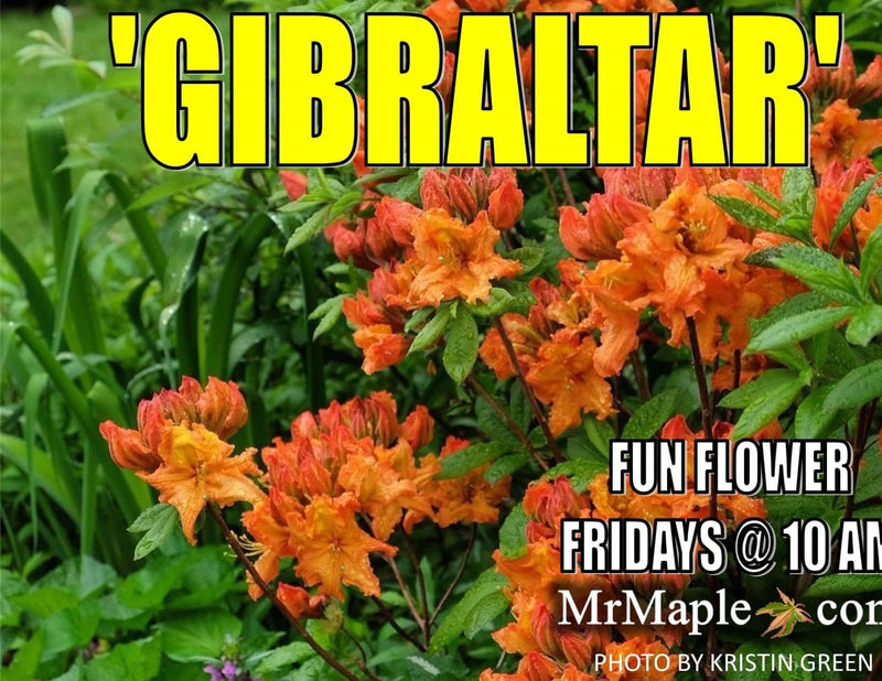 - Azalea 'Gibraltar’ Orange Flowers Deciduous Azalea - Mr Maple │ Buy Japanese Maple Trees