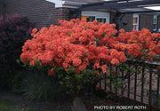 - Azalea 'Gibraltar’ Orange Flowers Deciduous Azalea - Mr Maple │ Buy Japanese Maple Trees
