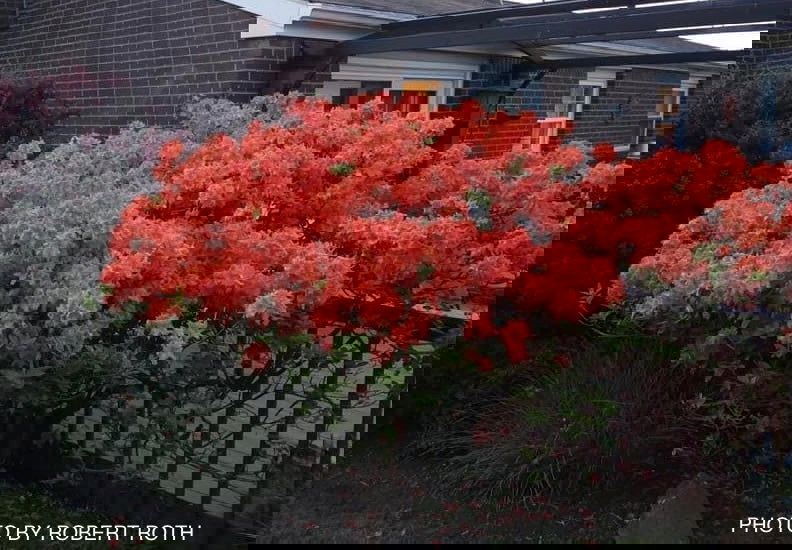 - Azalea 'Gibraltar’ Orange Flowers Deciduous Azalea - Mr Maple │ Buy Japanese Maple Trees