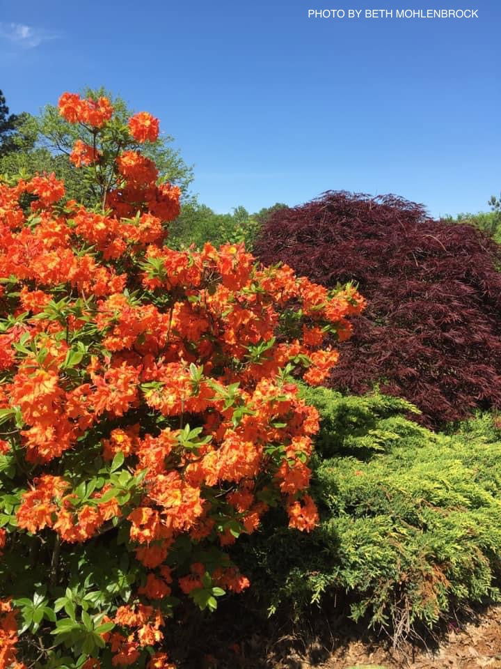 - Azalea 'Gibraltar’ Orange Flowers Deciduous Azalea - Mr Maple │ Buy Japanese Maple Trees