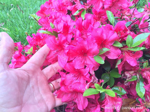 - Azalea 'Girard Crimson' Red Evergreen Azalea - Mr Maple │ Buy Japanese Maple Trees