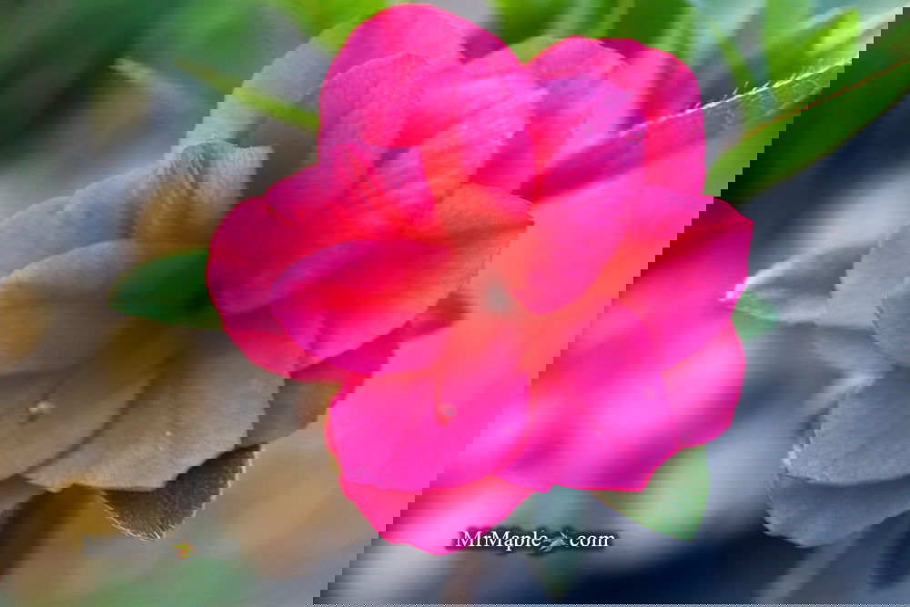 Buy Rhododendron 'Girard's Christina Marie' dark Pink Blooming Buy Rhododendron 'Girard's Christina Marie' dark Pink Blooming