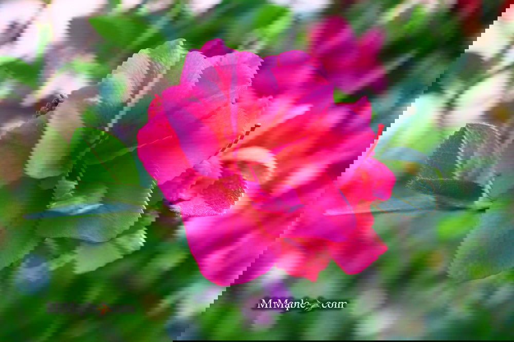 Buy Rhododendron 'Girard's Christina Marie' dark Pink Blooming Buy Rhododendron 'Girard's Christina Marie' dark Pink Blooming