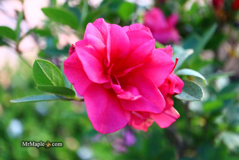 - Azalea 'Girard’s Christina Marie’ Evergreen Rose Pink Azalea - Mr Maple │ Buy Japanese Maple Trees