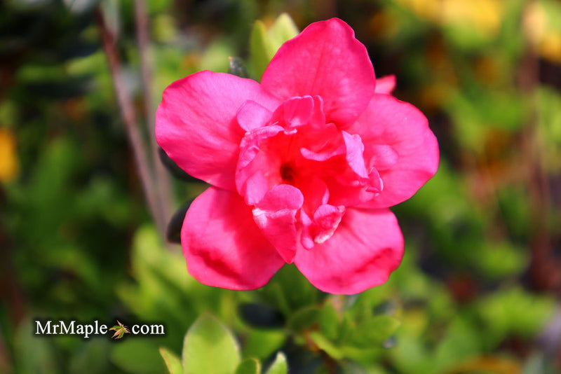 - Azalea 'Girard’s Christina Marie’ Evergreen Rose Pink Azalea - Mr Maple │ Buy Japanese Maple Trees