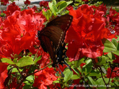 - Azalea 'Girard’s Hot Shot' Evergreen Red Flowering Azalea - Mr Maple │ Buy Japanese Maple Trees