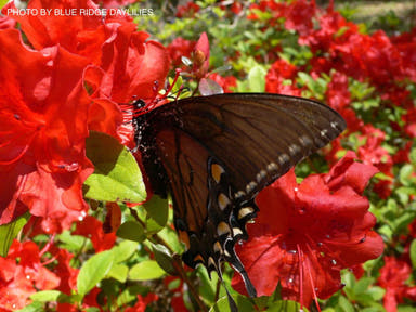 - Azalea 'Girard’s Hot Shot' Evergreen Red Flowering Azalea - Mr Maple │ Buy Japanese Maple Trees