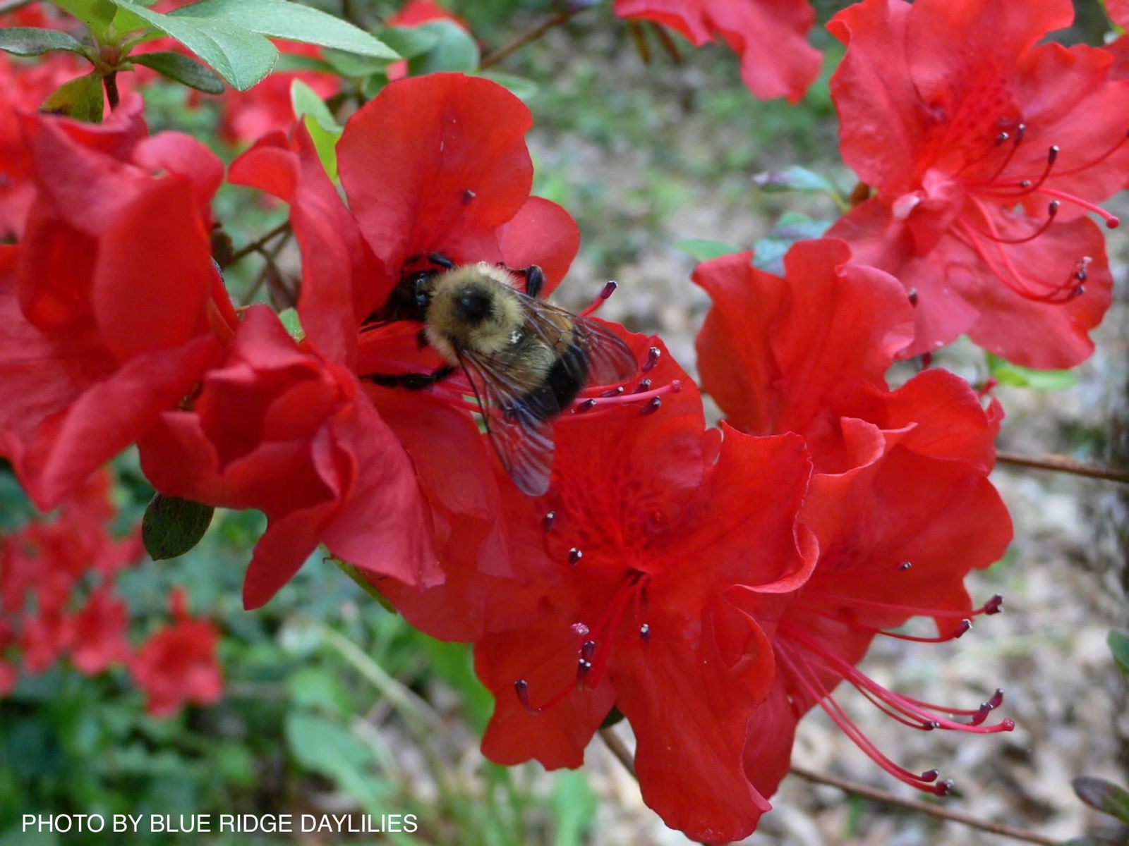 ジョアンダニエル錦　微根&ノーブルレッド錦&沙羅姫錦&エンシノ錦&フローレンス錦 Gambles Import Corp Fine China Japan - Rosalinda Pattern