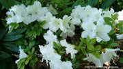 - Azalea 'Girard’s Pleasant White’ Evergreen White Azalea - Mr Maple │ Buy Japanese Maple Trees