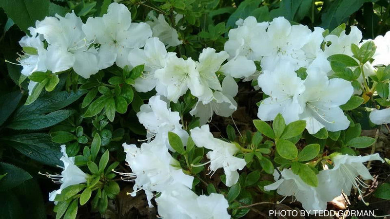 - Azalea 'Girard’s Pleasant White’ Evergreen White Azalea - Mr Maple │ Buy Japanese Maple Trees