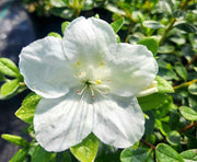 - Azalea 'Girard’s Pleasant White’ Evergreen White Azalea - Mr Maple │ Buy Japanese Maple Trees