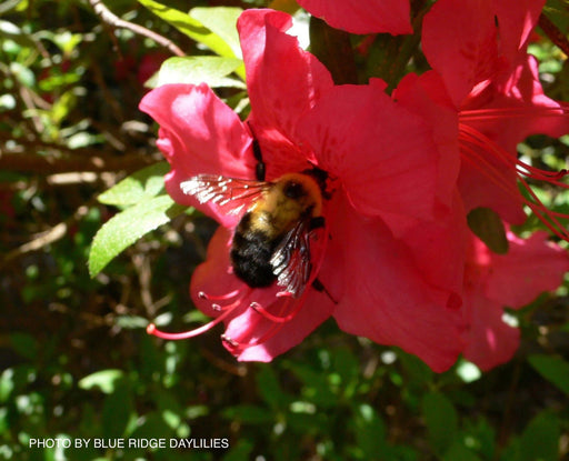 - Azalea 'Girard’s Rose' Evergreen Red Flowering Azalea - Mr Maple │ Buy Japanese Maple Trees