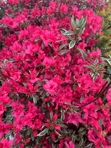 - Azalea 'Girard’s Variegated Gem’ Evergreen Rose Pink Azalea - Mr Maple │ Buy Japanese Maple Trees