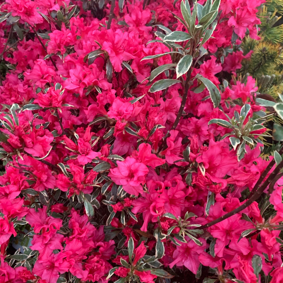 Buy Rhododendron 'Girard's Variegated Gem' Rose Pink Blooming