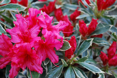 - Azalea 'Girard’s Variegated Gem’ Evergreen Rose Pink Azalea - Mr Maple │ Buy Japanese Maple Trees