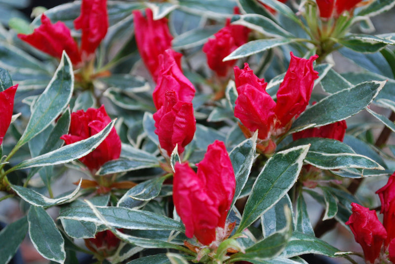 - Azalea 'Girard’s Variegated Gem’ Evergreen Rose Pink Azalea - Mr Maple │ Buy Japanese Maple Trees