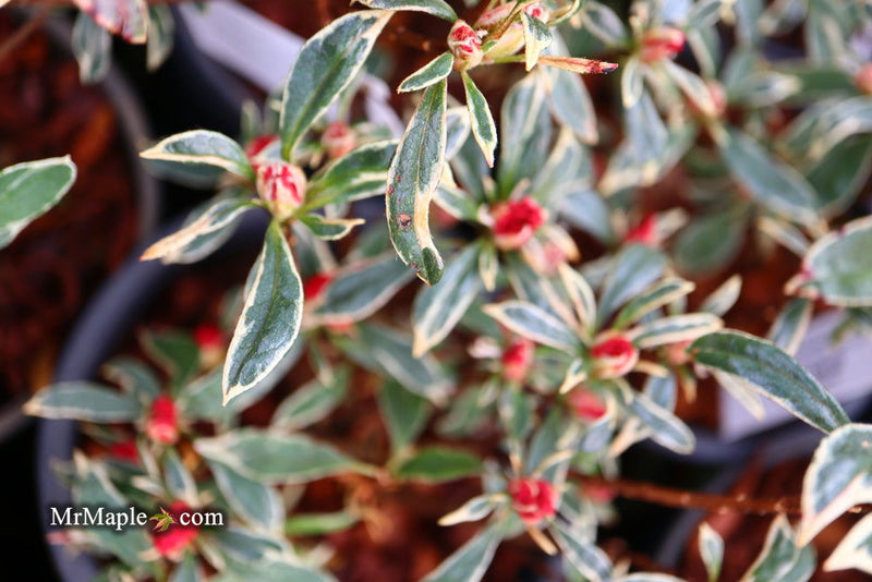 - Azalea 'Girard’s Variegated Gem’ Evergreen Rose Pink Azalea - Mr Maple │ Buy Japanese Maple Trees