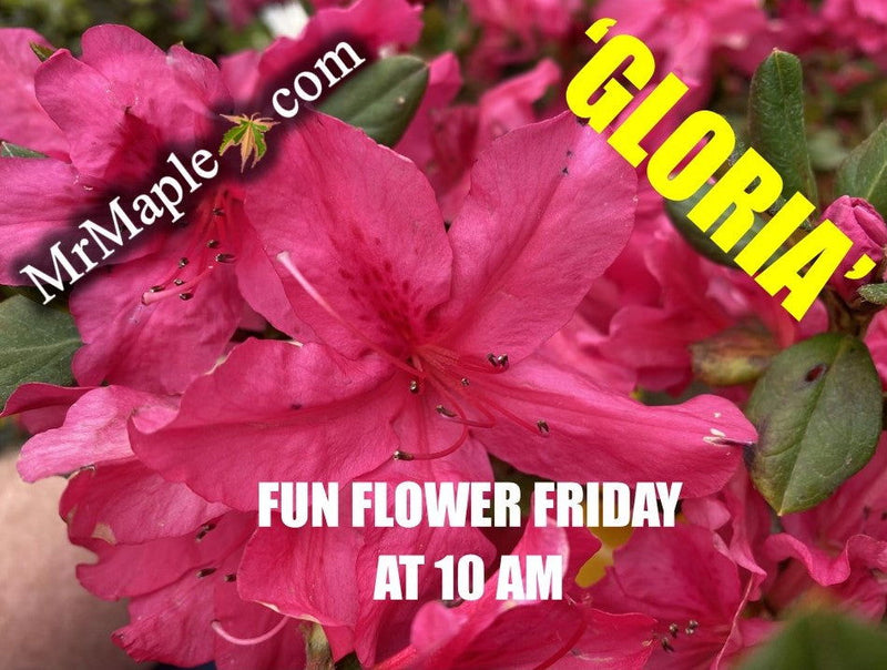 - Azalea 'Gloria’ Pink Flowering Sawada Azalea - Mr Maple │ Buy Japanese Maple Trees