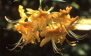 - Azalea 'Gold Strike' Evergreen Native Azalea - Mr Maple │ Buy Japanese Maple Trees