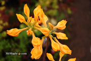 - Azalea 'Golden Lights’ Yellow Orange Flowers Azalea Northern Lights - Mr Maple │ Buy Japanese Maple Trees