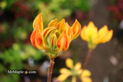 - Azalea 'Golden Lights’ Yellow Orange Flowers Azalea Northern Lights - Mr Maple │ Buy Japanese Maple Trees