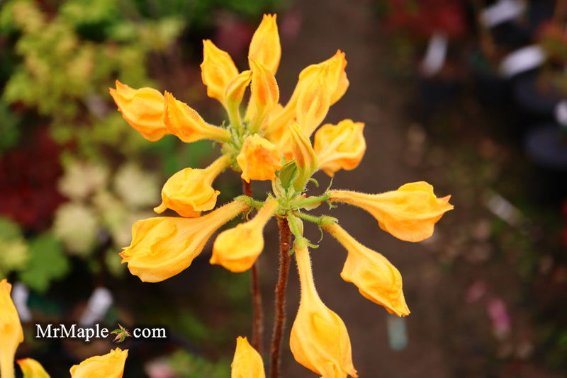 - Azalea 'Golden Lights’ Yellow Orange Flowers Azalea Northern Lights - Mr Maple │ Buy Japanese Maple Trees