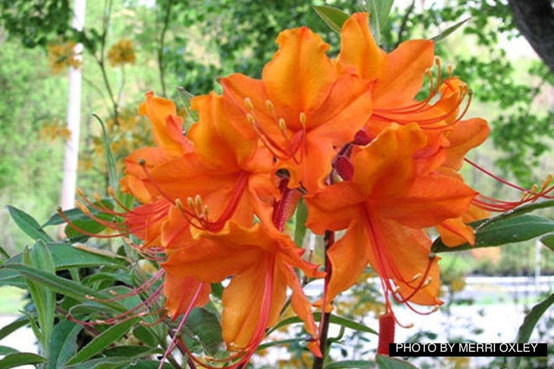 - Azalea 'Great Balls of Fire’ Native Aromi Hybrid Azalea - Mr Maple │ Buy Japanese Maple Trees