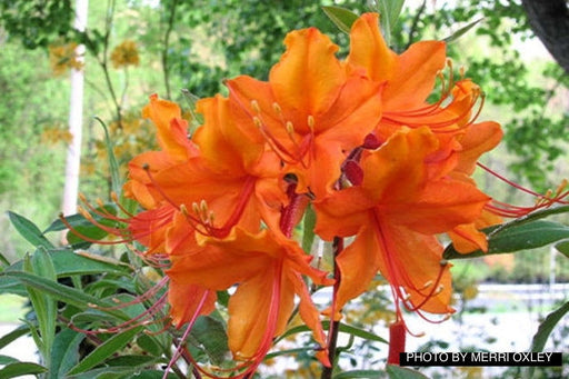 - Azalea 'Great Balls of Fire’ Native Aromi Hybrid Azalea - Mr Maple │ Buy Japanese Maple Trees
