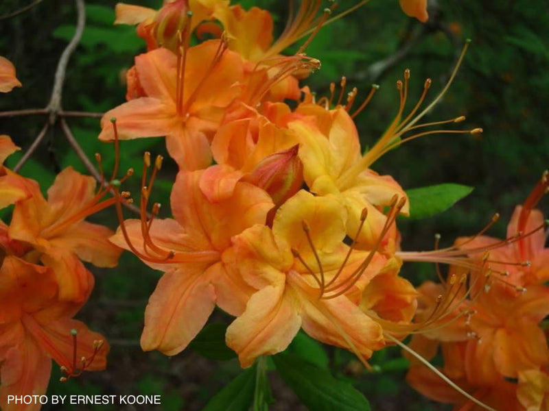 - Azalea 'Gregory Bald 11-2' Native Flame Azalea - Mr Maple │ Buy Japanese Maple Trees