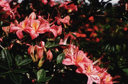 - Azalea 'Gregory Candy Stripe’ Pink Native Azalea - Mr Maple │ Buy Japanese Maple Trees