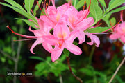 - Azalea 'Gregory Candy Stripe’ Pink Native Azalea - Mr Maple │ Buy Japanese Maple Trees