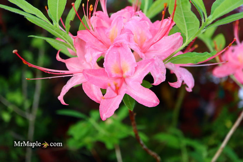 - Azalea 'Gregory Candy Stripe’ Pink Native Azalea - Mr Maple │ Buy Japanese Maple Trees