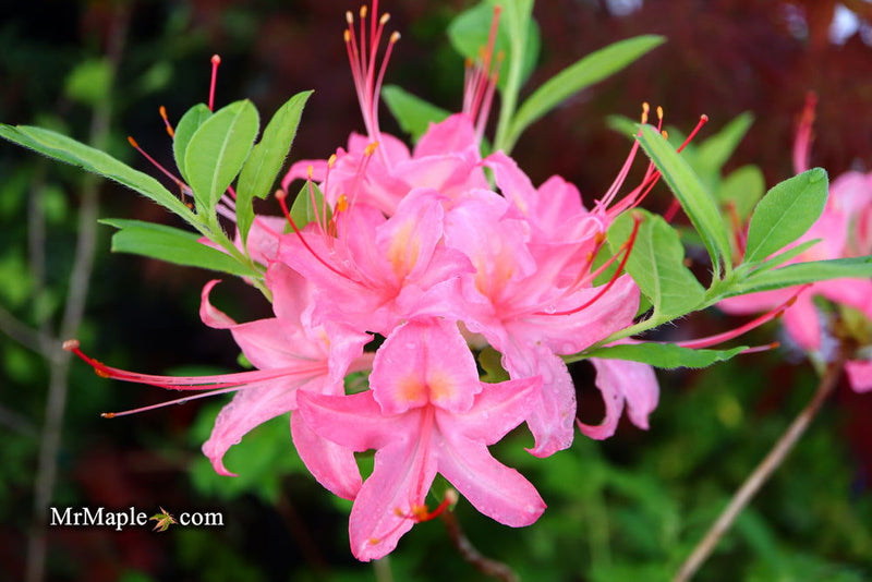 - Azalea 'Gregory Candy Stripe’ Pink Native Azalea - Mr Maple │ Buy Japanese Maple Trees