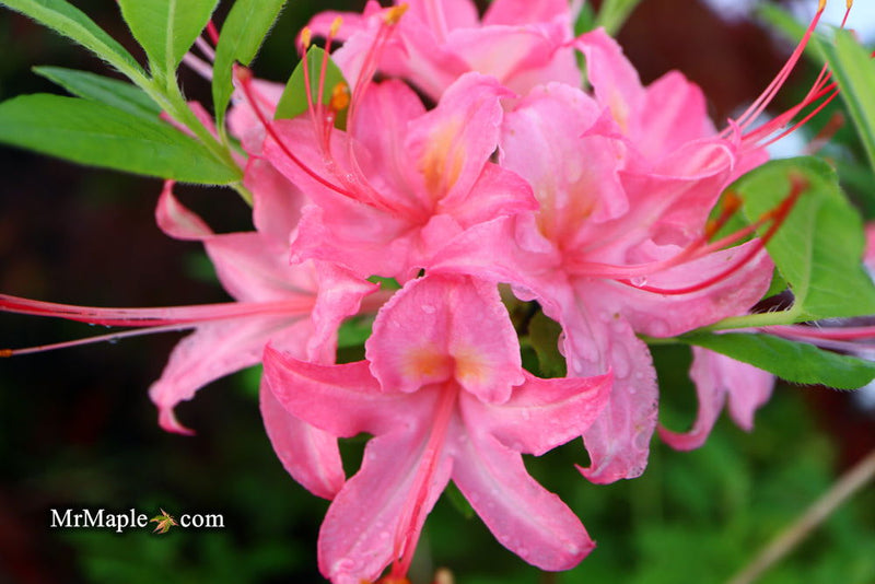 - Azalea 'Gregory Candy Stripe’ Pink Native Azalea - Mr Maple │ Buy Japanese Maple Trees