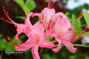 - Azalea 'Gregory Candy Stripe’ Pink Native Azalea - Mr Maple │ Buy Japanese Maple Trees
