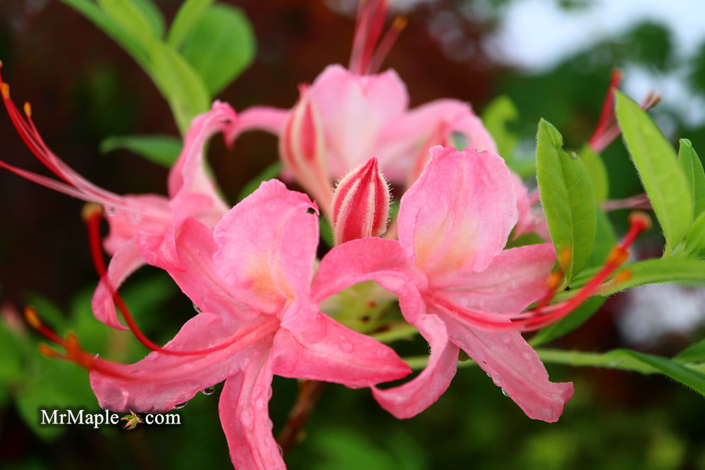 Buy Azalea 'Gregory Candy Stripe' Oconee Native Azalea — Mr Maple