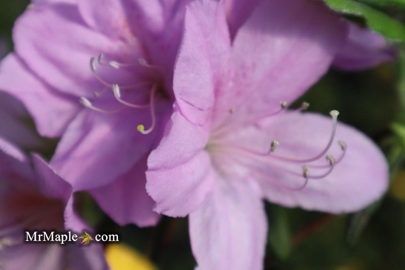 - Azalea 'Gulf Pride’ Light Purple Flowering Sawada Azalea - Mr Maple │ Buy Japanese Maple Trees