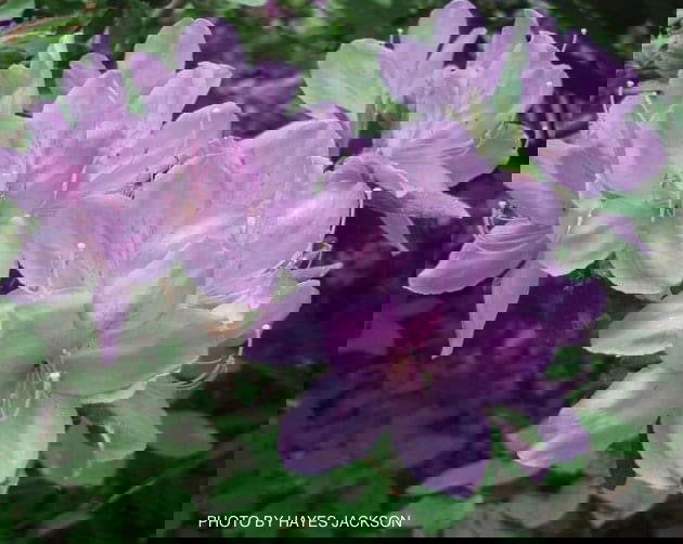 - Azalea 'Gulf Pride’ Light Purple Flowering Sawada Azalea - Mr Maple │ Buy Japanese Maple Trees