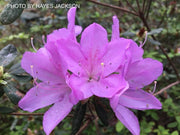 - Azalea 'Gulf Pride’ Light Purple Flowering Sawada Azalea - Mr Maple │ Buy Japanese Maple Trees
