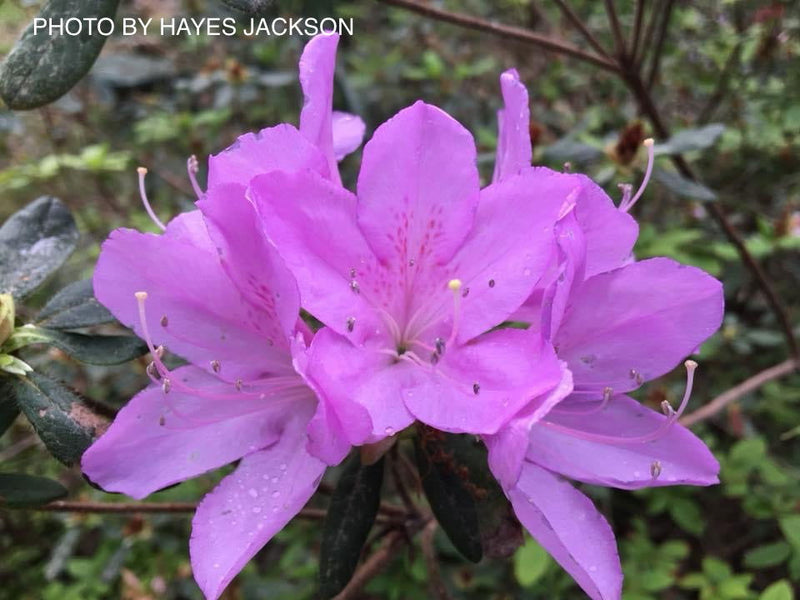 - Azalea 'Gulf Pride’ Light Purple Flowering Sawada Azalea - Mr Maple │ Buy Japanese Maple Trees