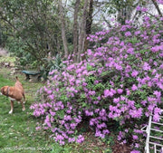 - Azalea 'Gulf Pride’ Light Purple Flowering Sawada Azalea - Mr Maple │ Buy Japanese Maple Trees