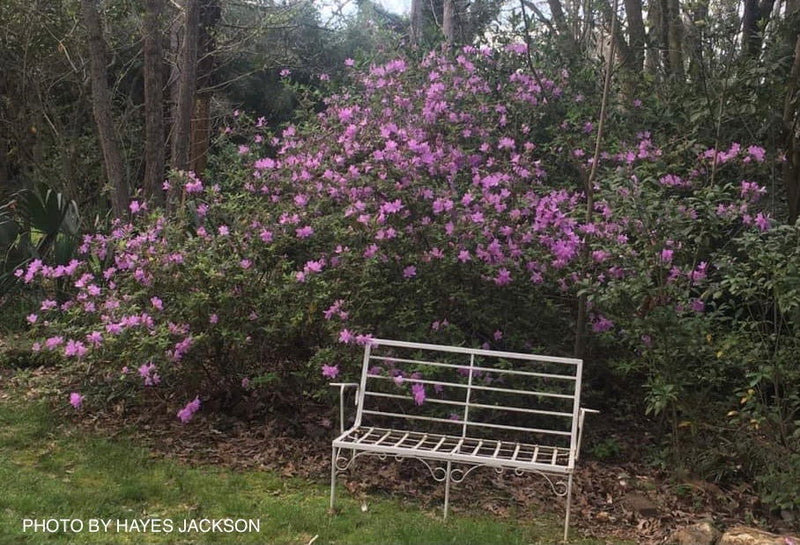 - Azalea 'Gulf Pride’ Light Purple Flowering Sawada Azalea - Mr Maple │ Buy Japanese Maple Trees