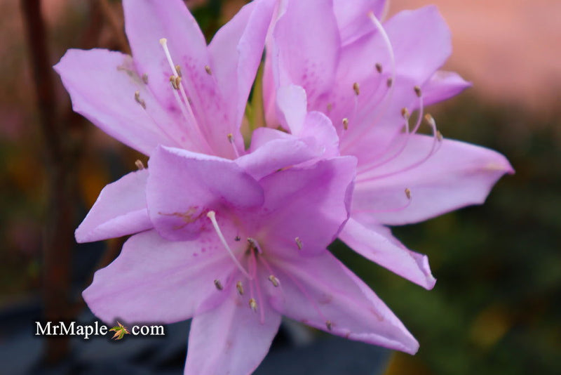 - Azalea 'Gulf Pride’ Light Purple Flowering Sawada Azalea - Mr Maple │ Buy Japanese Maple Trees