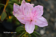 - Azalea 'Gulf Pride’ Light Purple Flowering Sawada Azalea - Mr Maple │ Buy Japanese Maple Trees