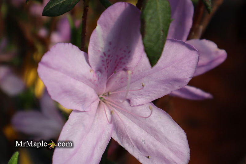 - Azalea 'Gulf Pride’ Light Purple Flowering Sawada Azalea - Mr Maple │ Buy Japanese Maple Trees