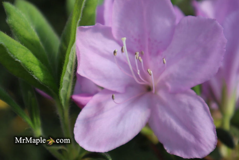 - Azalea 'Gulf Pride’ Light Purple Flowering Sawada Azalea - Mr Maple │ Buy Japanese Maple Trees